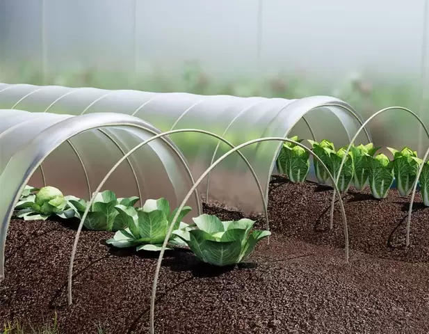 Greenhouses